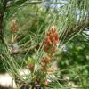 Pinus densiflora - Red japanese pine tree, japanese red pine, akamatsu - Image 6