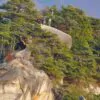 Pinus densiflora - Red japanese pine tree, japanese red pine, akamatsu - Image 8