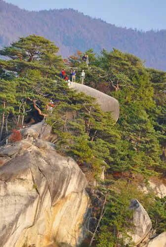 Pinus densiflora - Red japanese pine tree, japanese red pine, akamatsu - Image 8