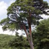 Pinus densiflora - Red japanese pine tree, japanese red pine, akamatsu - Image 9