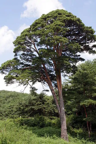 Pinus densiflora - Red japanese pine tree, japanese red pine, akamatsu - Image 9