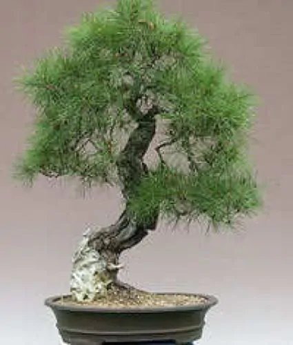 Pinus densiflora - Red japanese pine tree, japanese red pine, akamatsu - Image 11