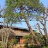 Pinus densiflora - Red japanese pine tree, japanese red pine, akamatsu - Image 12