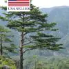 Pinus densiflora - Red japanese pine tree, japanese red pine, akamatsu - Image 13