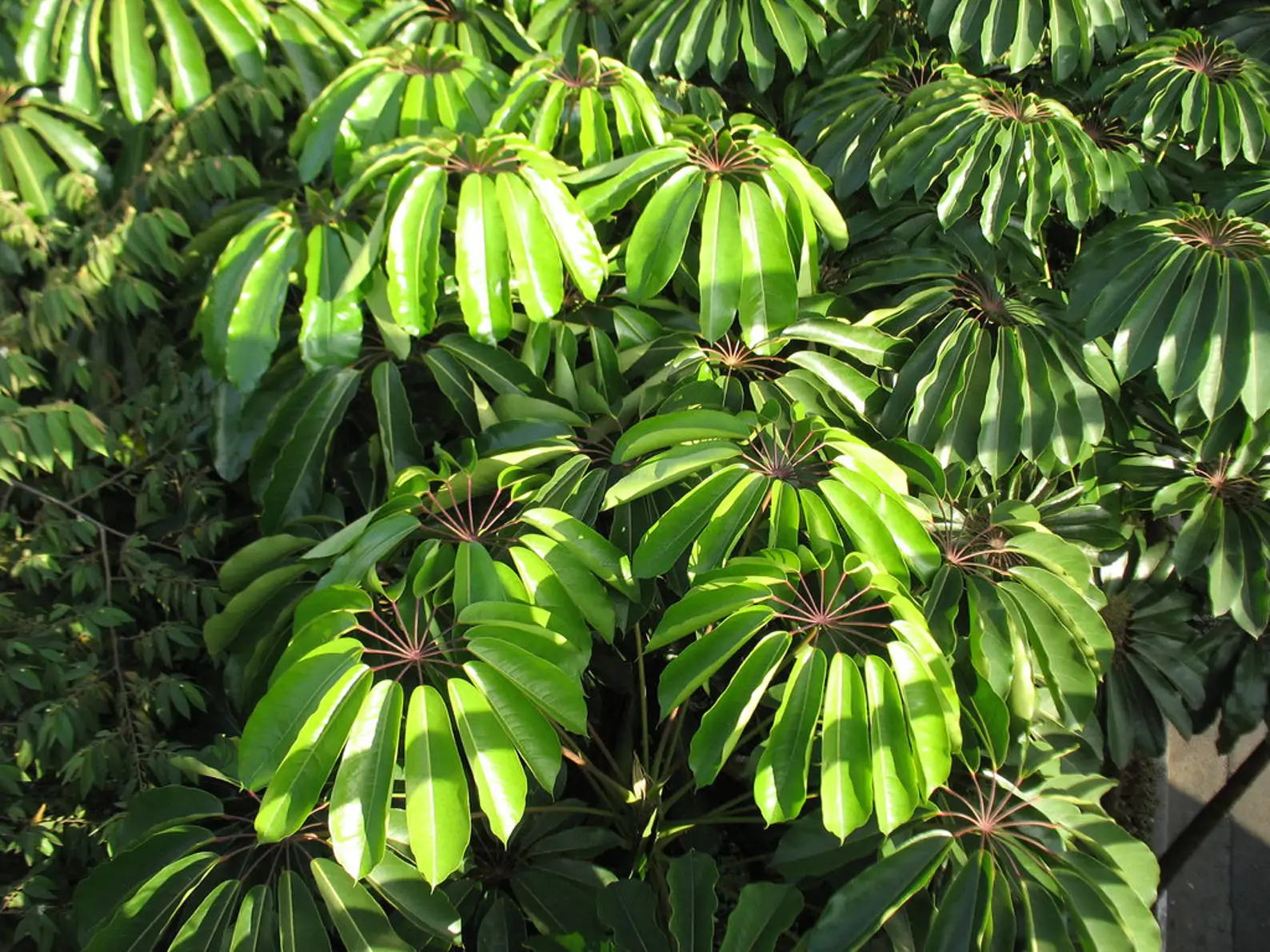 Schefflera actinophylla - Umbrella Tree