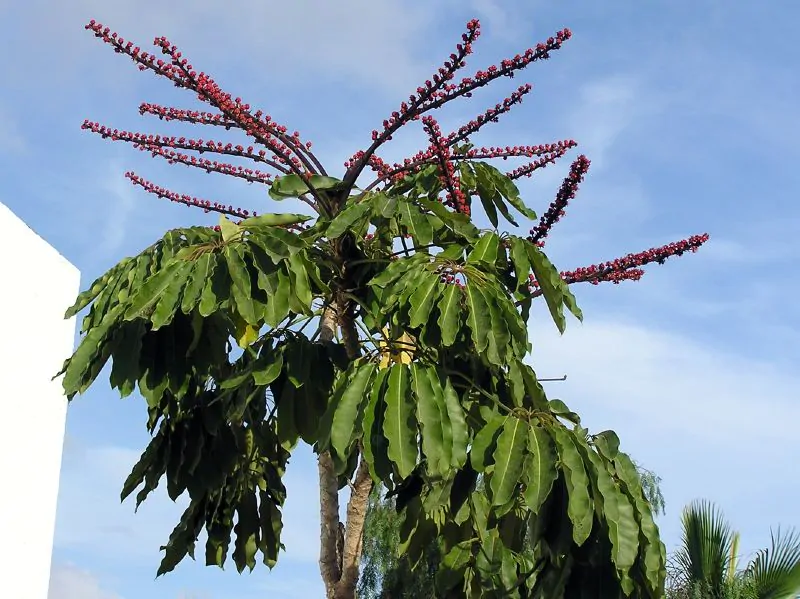 Schefflera actinophylla - Umbrella Tree - Image 3