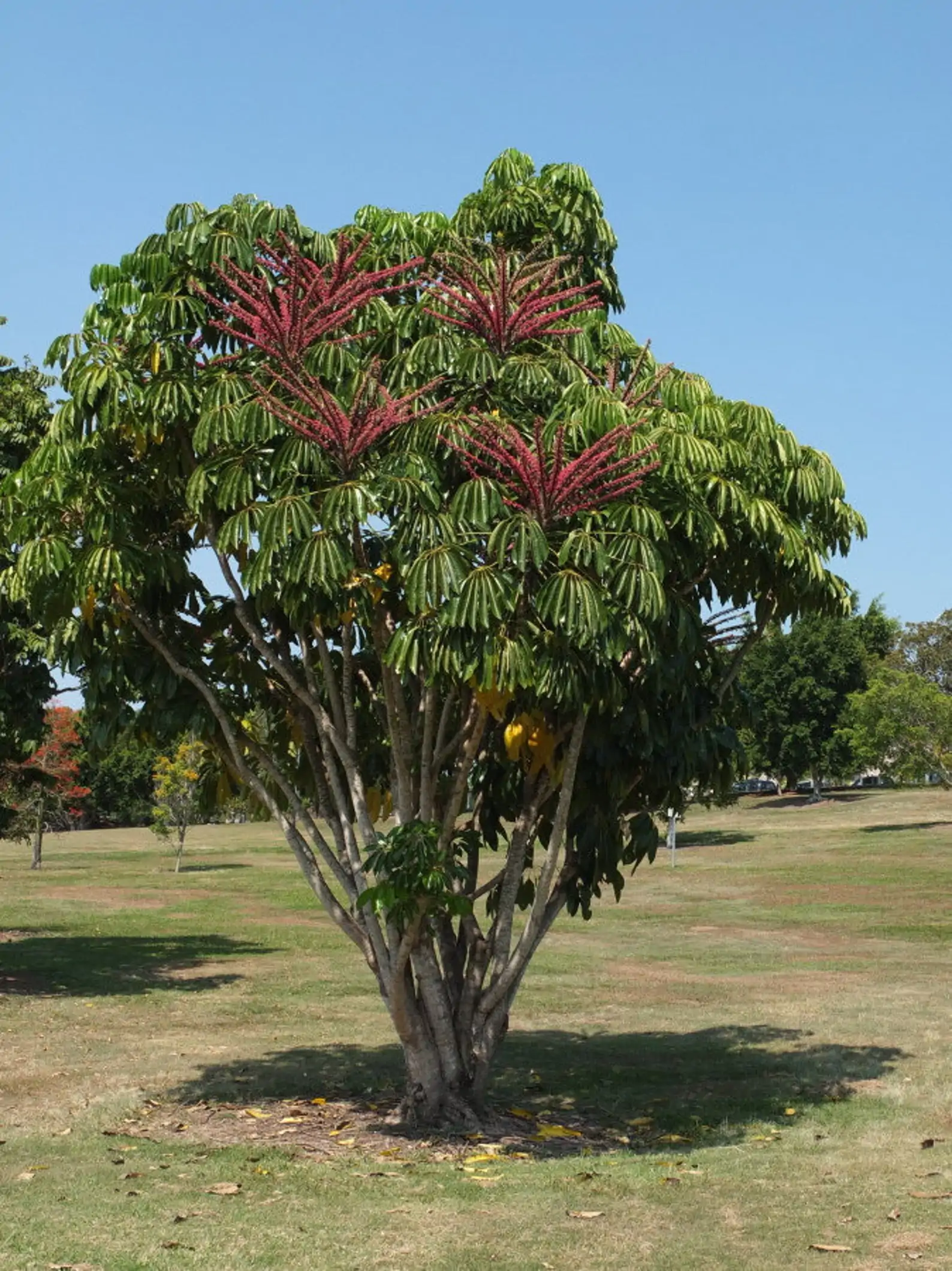 Schefflera actinophylla - Umbrella Tree - Image 5