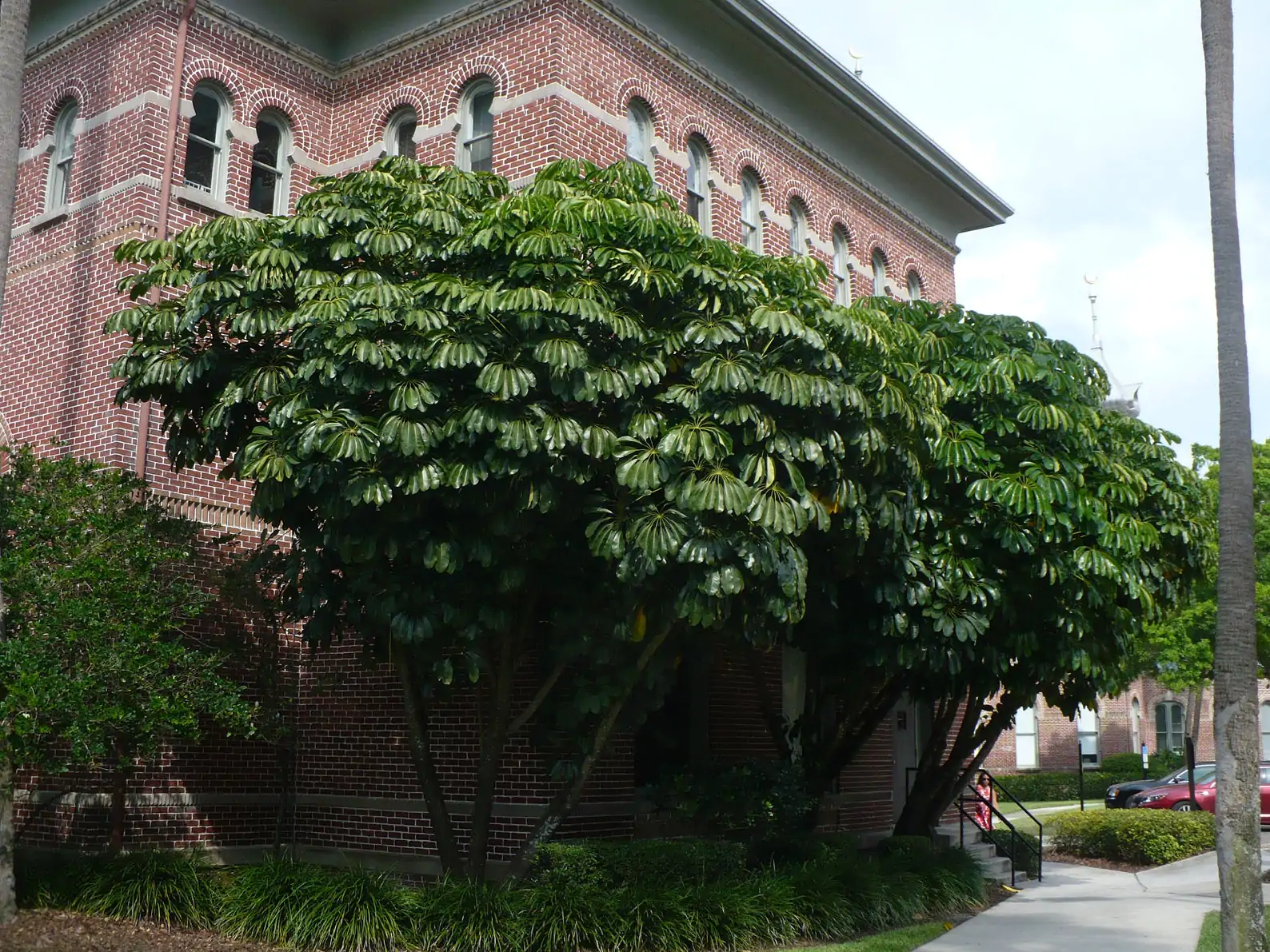 Schefflera actinophylla - Umbrella Tree - Image 6