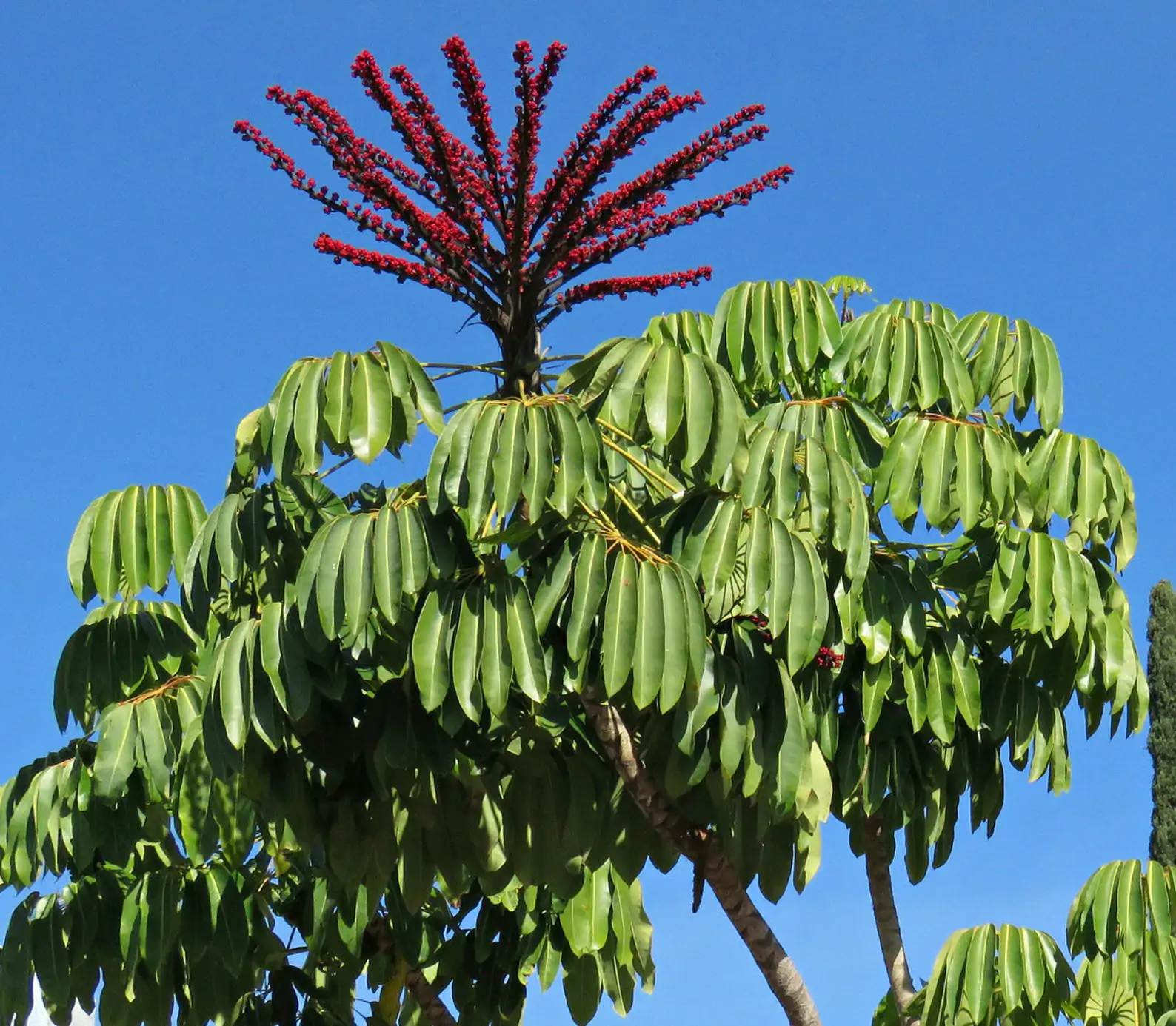 Schefflera actinophylla - Umbrella Tree - Image 8