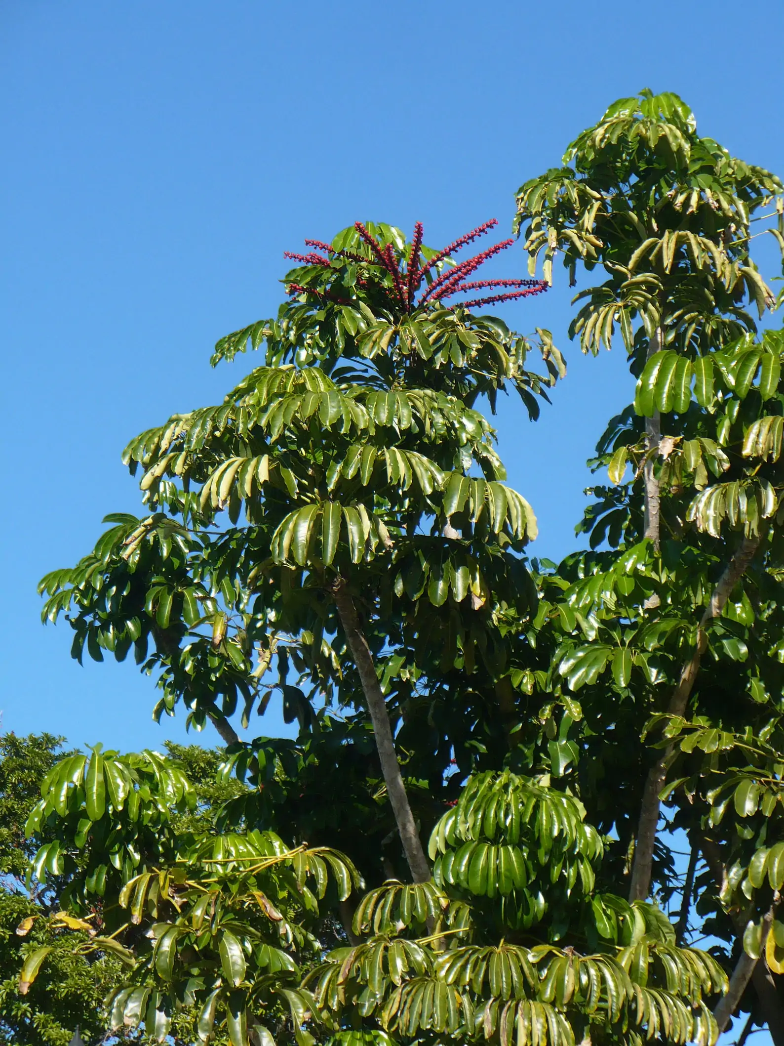 Schefflera actinophylla - Umbrella Tree - Image 9
