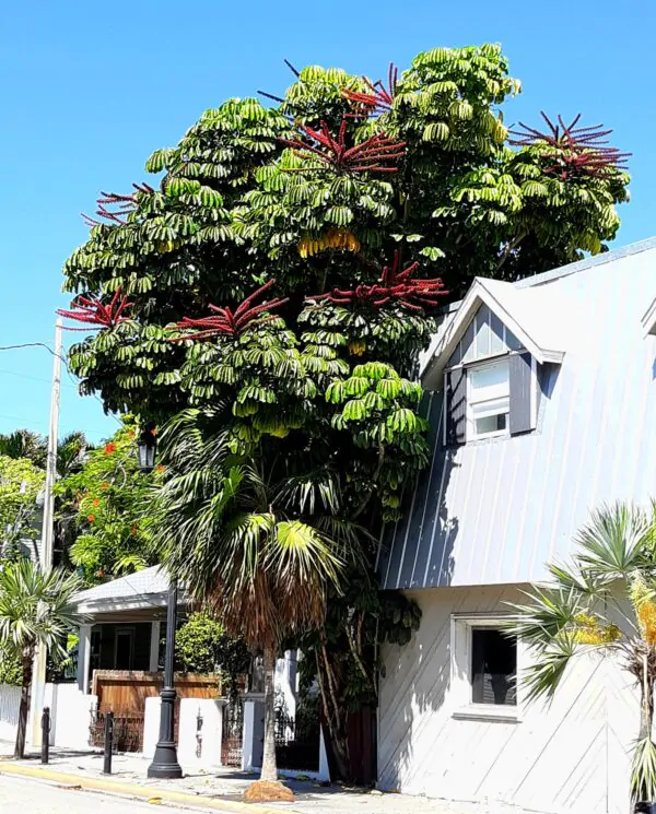Schefflera actinophylla - Umbrella Tree - Image 10