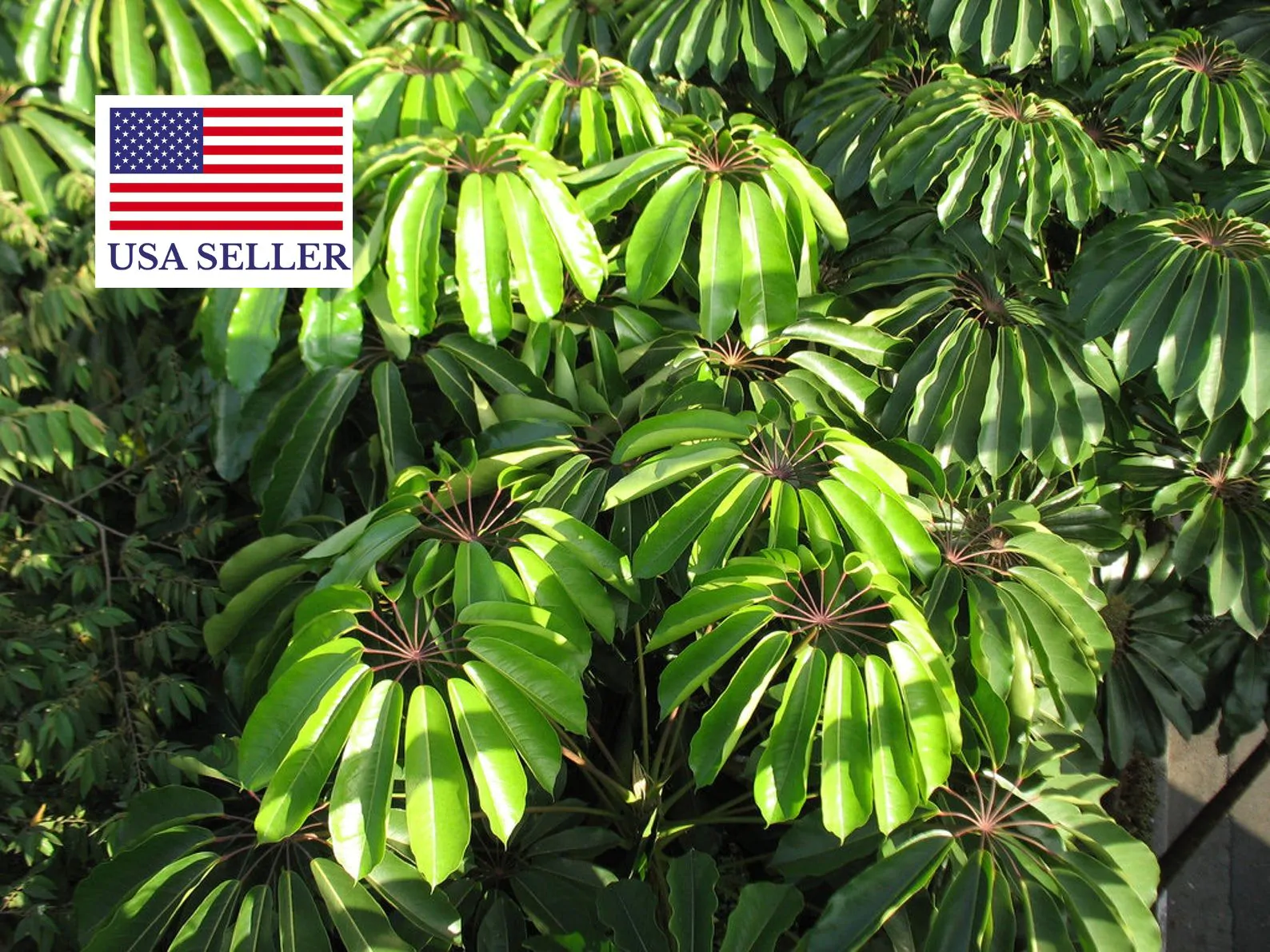 Schefflera actinophylla - Umbrella Tree - Image 15