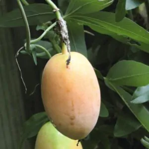Passiflora incarnata - Passion Fruit Incarnata, Passionflower Maracuja, Apricot Vine, Passion Flower Apricot Vine, Passion Frui