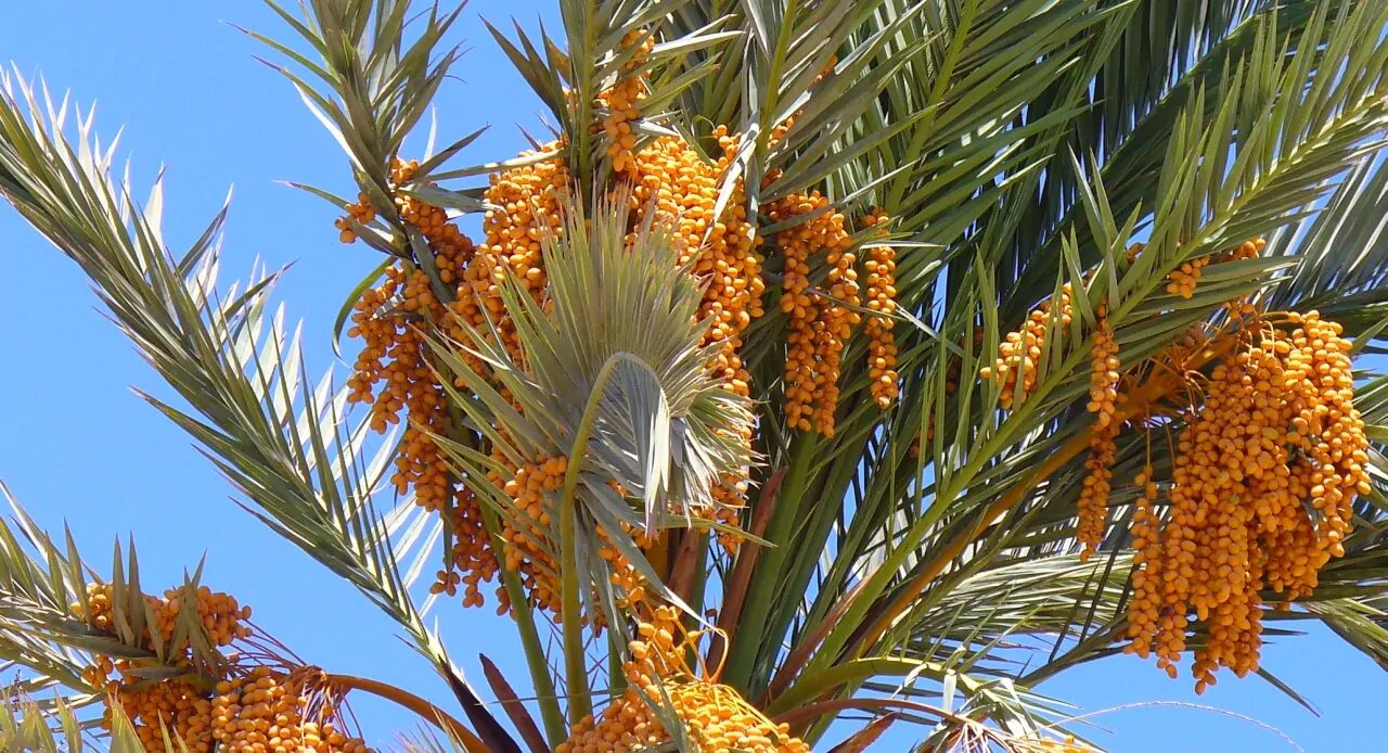 Phoenix dactylifera - True Date Palm