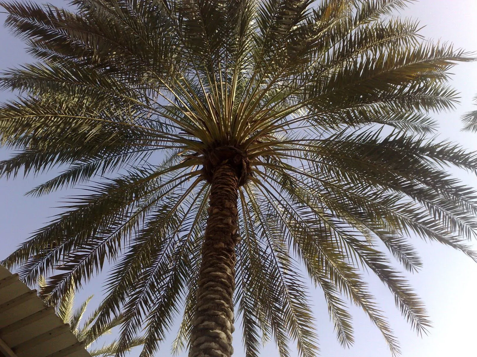 Phoenix dactylifera - True Date Palm - Image 2