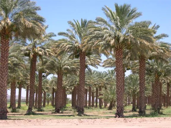 Phoenix dactylifera - True Date Palm - Image 3