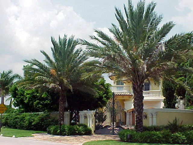 Phoenix dactylifera - True Date Palm - Image 4