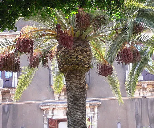 Phoenix dactylifera - True Date Palm - Image 5