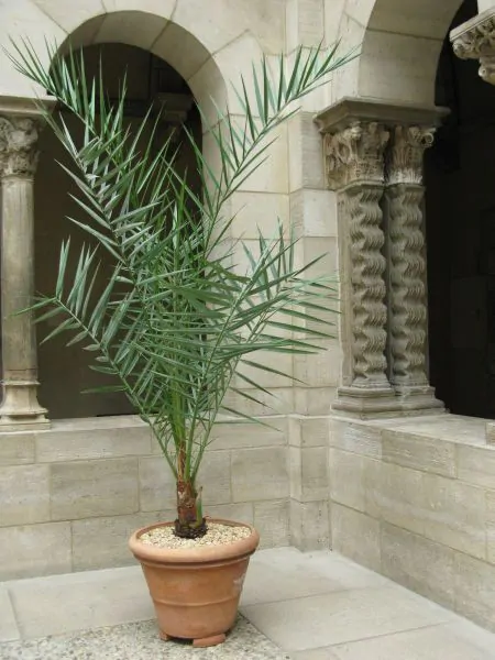 Phoenix dactylifera - True Date Palm - Image 6