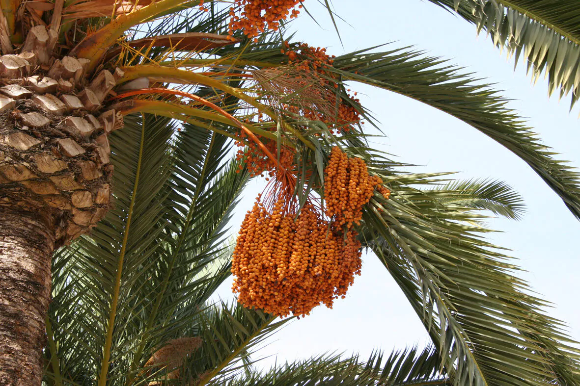 Phoenix dactylifera - True Date Palm - Image 7
