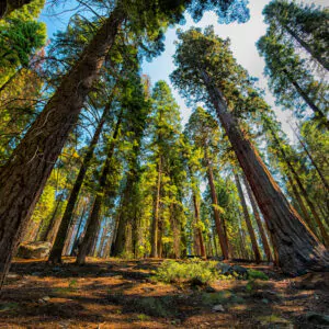 Sequoiadendron giganteum - Sequoia Gigantea, Giant Sequoia, Giant Redwood, Wellingtonia Gigantea