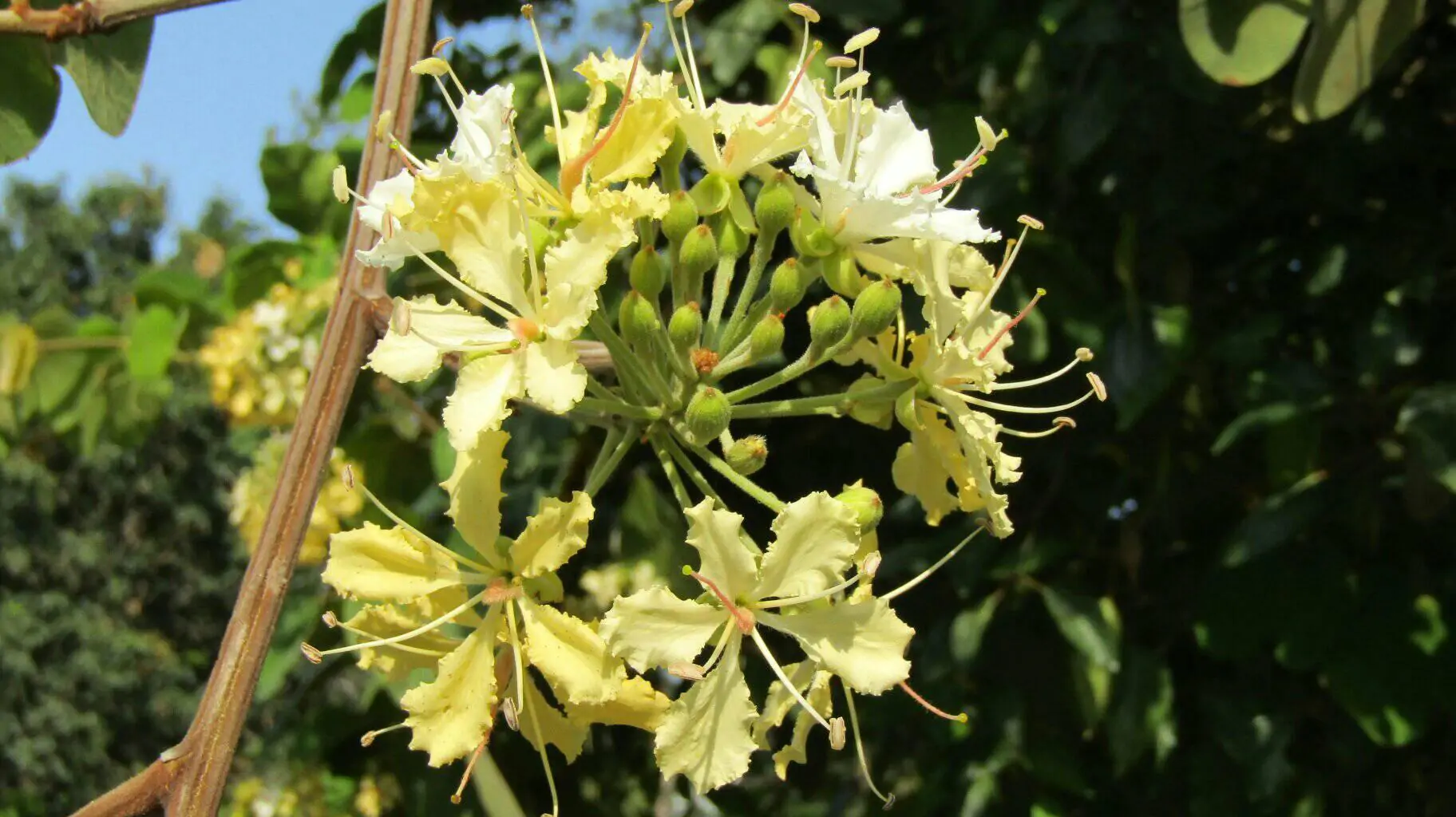 Bauhinia vahlii - Malu Creeper, Adda Leaf, Pahur Camels Foot Creeper
