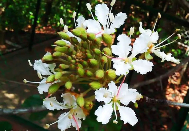 Bauhinia vahlii - Malu Creeper, Adda Leaf, Pahur Camels Foot Creeper - Image 2