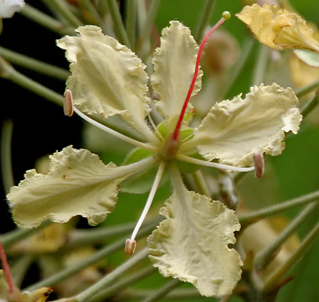 Bauhinia vahlii - Malu Creeper, Adda Leaf, Pahur Camels Foot Creeper - Image 6