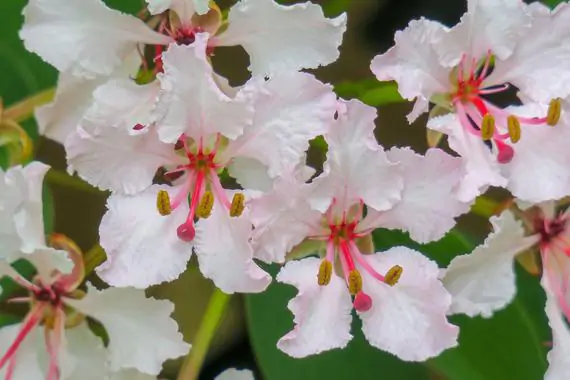 Bauhinia vahlii - Malu Creeper, Adda Leaf, Pahur Camels Foot Creeper - Image 8