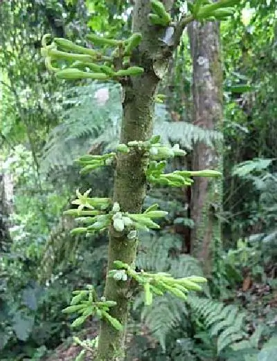 Carica microcarpa subsp. baccata / Vasconcellea microcarpa subsp. baccata - Papaya Microcarpa - Image 3