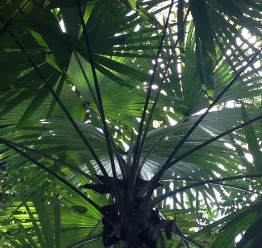Cryosophila guagara - Guágara Palm - Image 2