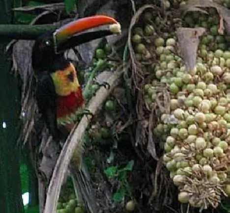 Cryosophila guagara - Guágara Palm - Image 3