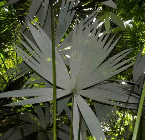 Cryosophila guagara - Guágara Palm - Image 4