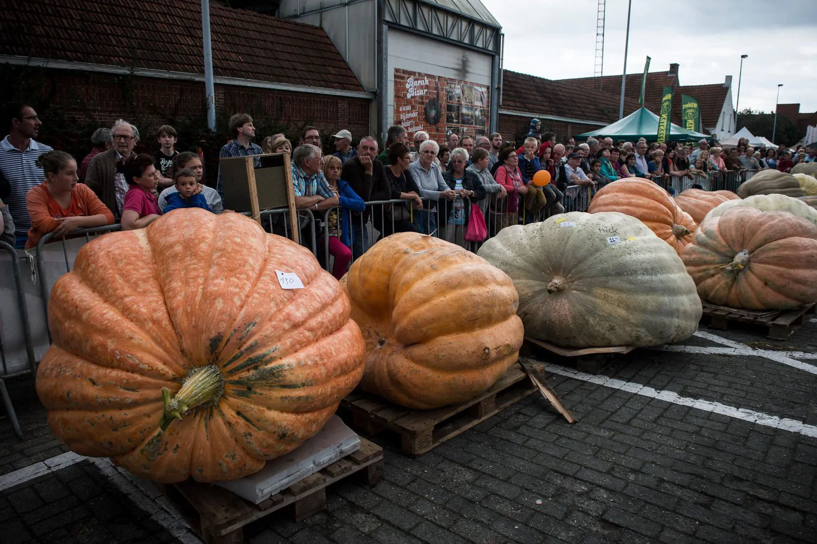 Cucurbita maxima 'Big Max' - Big Max Pumpkin