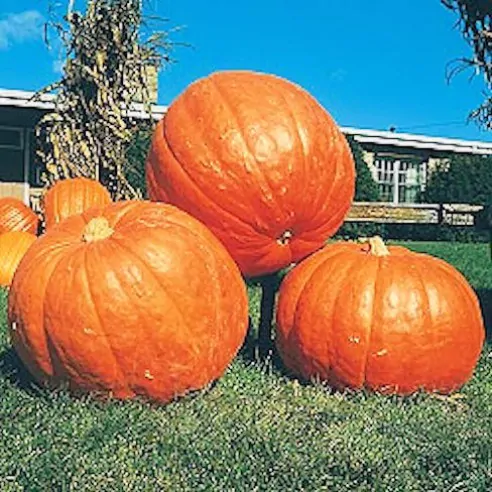 Cucurbita maxima 'Big Max' - Big Max Pumpkin - Image 4