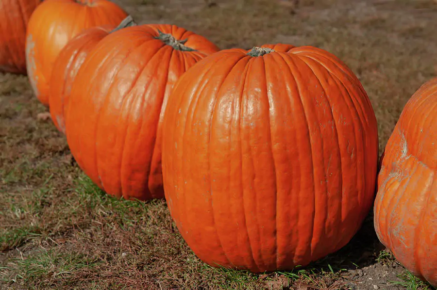 Cucurbita maxima 'Big Max' - Big Max Pumpkin - Image 5
