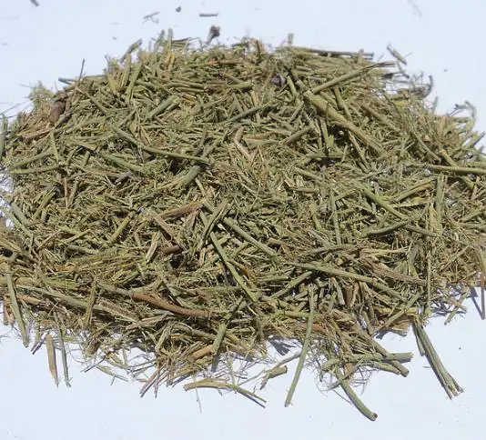 Ephedra Sinica - Chinese Ephedra, Mormon Tea, Brigham Tea, Chinese Jointfir, Cao Ma Huang