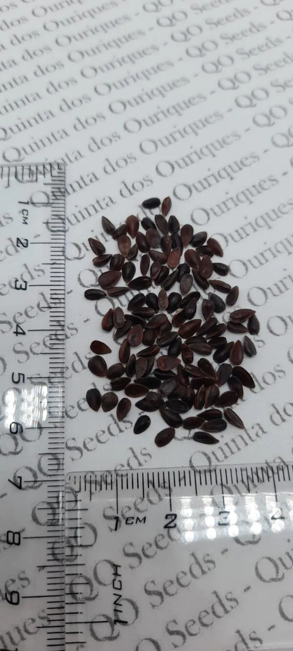 Ephedra Sinica - Chinese Ephedra, Mormon Tea, Brigham Tea, Chinese Jointfir, Cao Ma Huang - Image 7