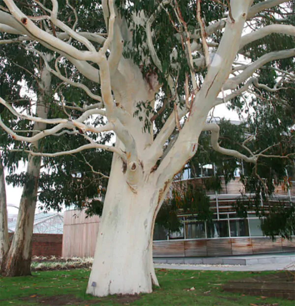 Eucalyptus dalrympleana - Mountain White Gum
