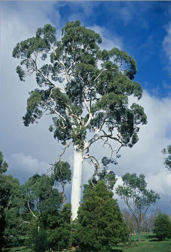 Eucalyptus dalrympleana - Mountain White Gum - Image 2