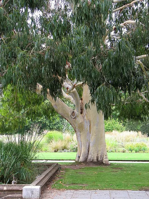 Eucalyptus dalrympleana - Mountain White Gum - Image 6
