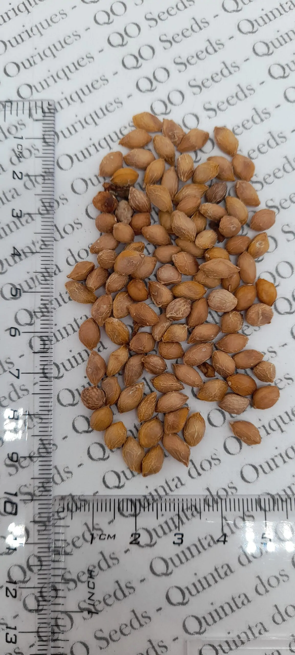 Jacaratia mexicana 'Maroon' - Mexican Brown Jacaratia, Bonnet, Jacaratia Maroon, Mexican Papaya Jacaranda - Image 3