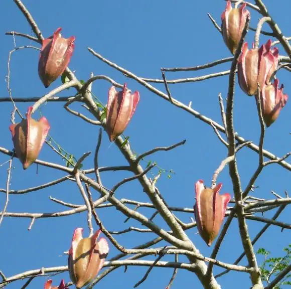 Jacaratia mexicana 'Maroon' - Mexican Brown Jacaratia, Bonnet, Jacaratia Maroon, Mexican Papaya Jacaranda - Image 5