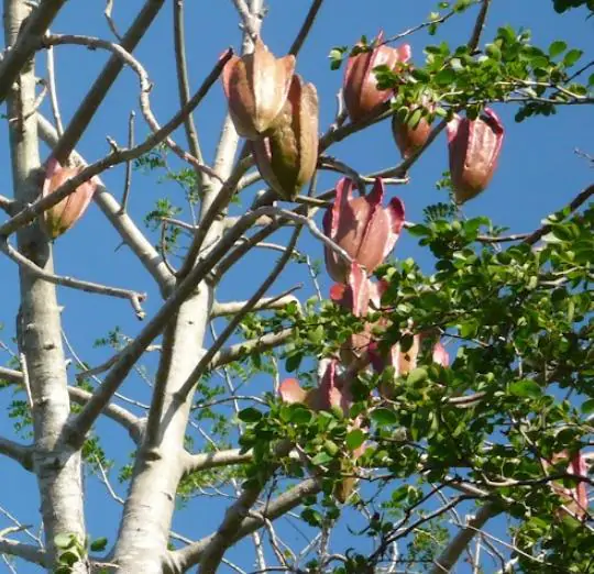 Jacaratia mexicana 'Maroon' - Mexican Brown Jacaratia, Bonnet, Jacaratia Maroon, Mexican Papaya Jacaranda - Image 6
