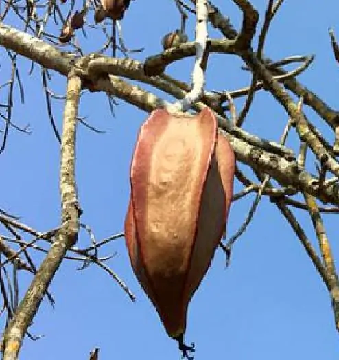 Jacaratia mexicana 'Maroon' - Mexican Brown Jacaratia, Bonnet, Jacaratia Maroon, Mexican Papaya Jacaranda - Image 10