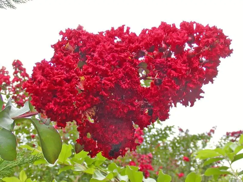 Lagerstroemia Indica - Crape myrtle tree - Image 8