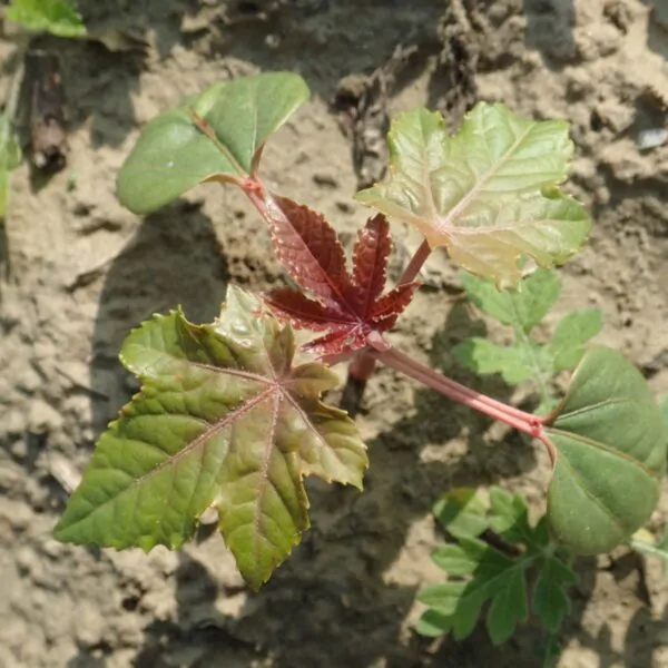 Ricinus communis - Castor bean - Image 11