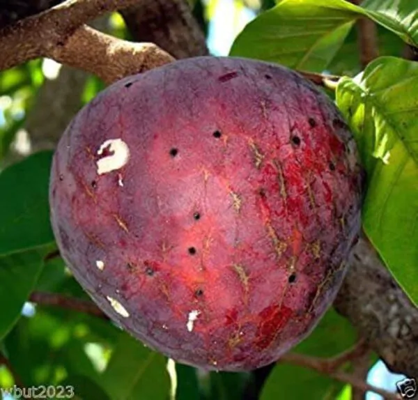 Annona reticulata - Wild Sweetsop, Custard Apple, Soursop, Bullocks Heart