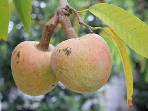 Annona reticulata - Wild Sweetsop, Custard Apple, Soursop, Bullocks Heart - Image 9