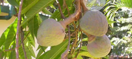 Annona reticulata - Wild Sweetsop, Custard Apple, Soursop, Bullocks Heart - Image 10